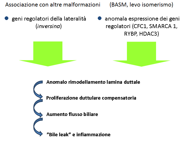 Schema forma embrionale/fetale